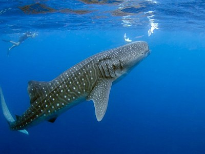 Cargo Ships Are Killing Whale Sharks